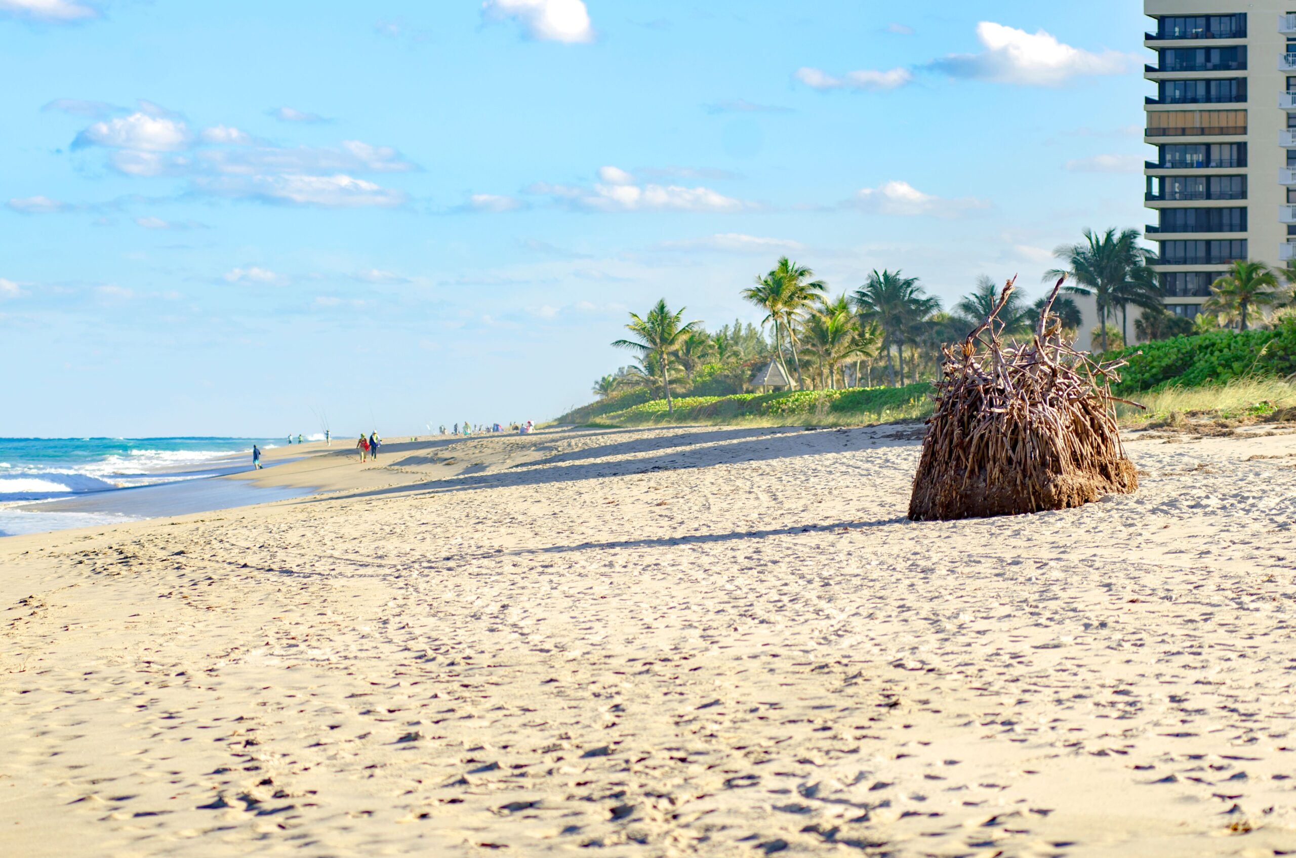 Beach with sand and palm trees in West Palm Beach city